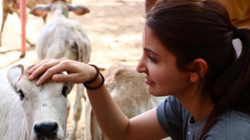 Anushka has been honoured for her wide-reaching work for animals Anushka has been honoured for her wide-reaching work for animals