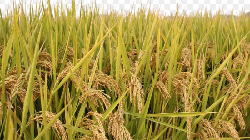 132879 metric tonnes of Paddy procured 132879 metric tonnes of Paddy procured