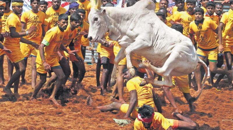 TN bull taming event enters world record