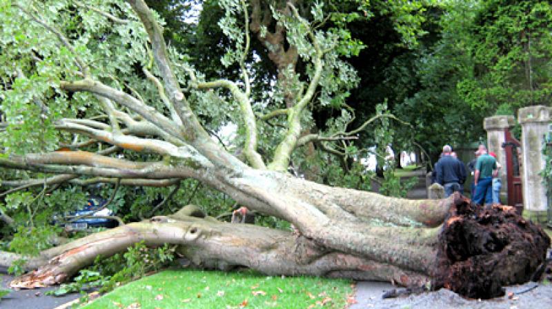 Youth crushed to death by a falling tree in TN Youth crushed to death by a falling tree in TN