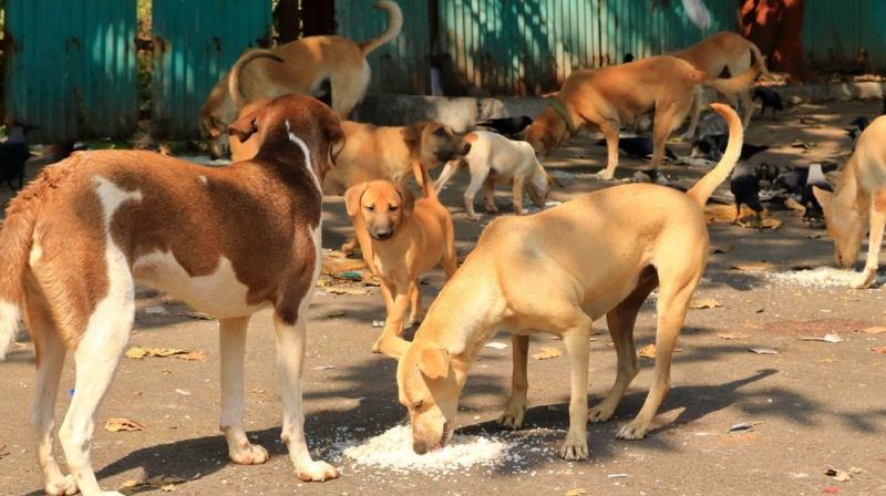 Dog lovers meet Delhi Mayor over SC's order on stray dogs, Phase Wise Implementation Agreed Dog lovers meet Delhi Mayor over SC's order on stray dogs, Phase Wise Implementation Agreed