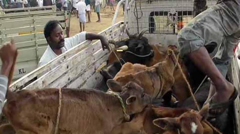 Bovines smuggling bids foiled