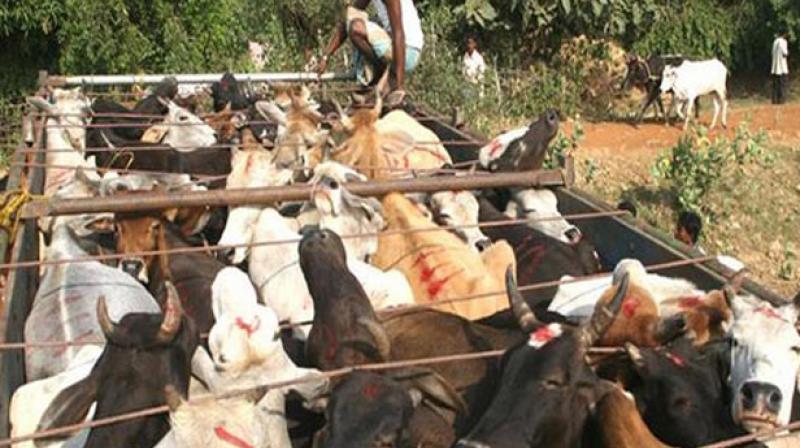 Truck driver held for smuggling bovine Truck driver held for smuggling bovine