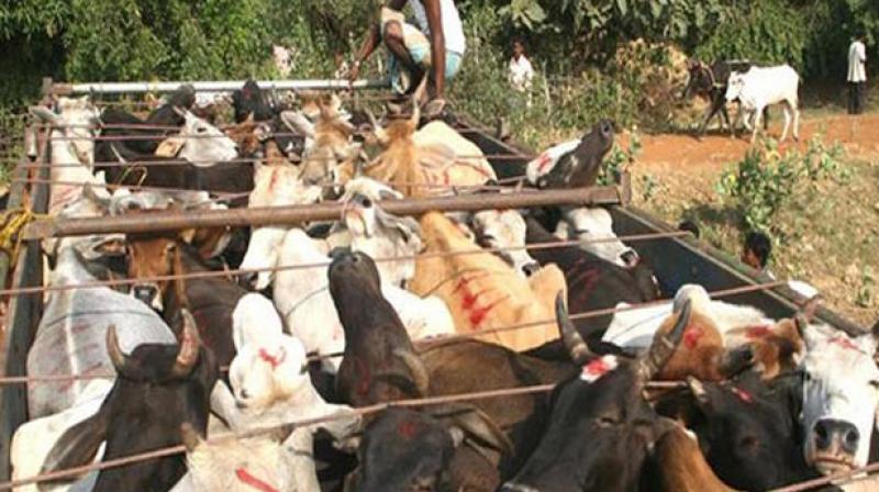 Truck driver held for smuggling bovine