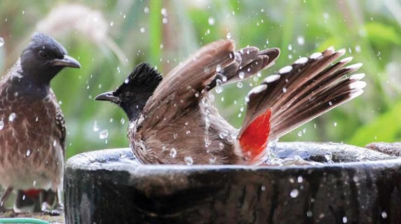 Water pots help birds weather torrid summer