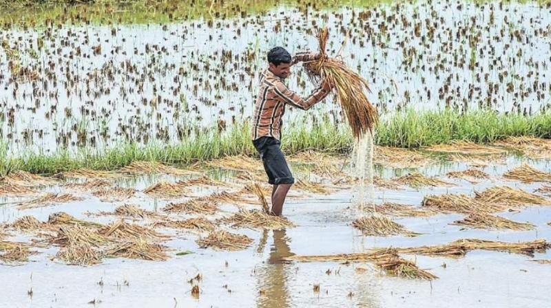 Flood In Odisha ruined everything