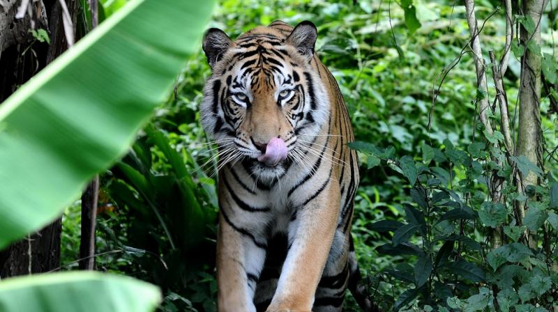 'Man-eater' tigress Avni 'Man-eater' tigress Avni