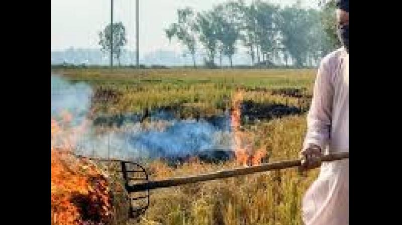 The court issued notices to both states.It asked them to submit reports on their efforts to mitigate stubble burning. File Photo.