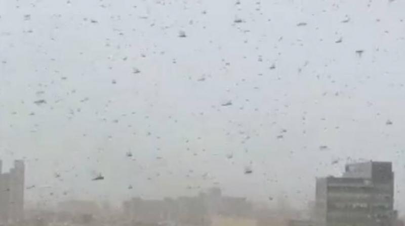 Locusts Locusts