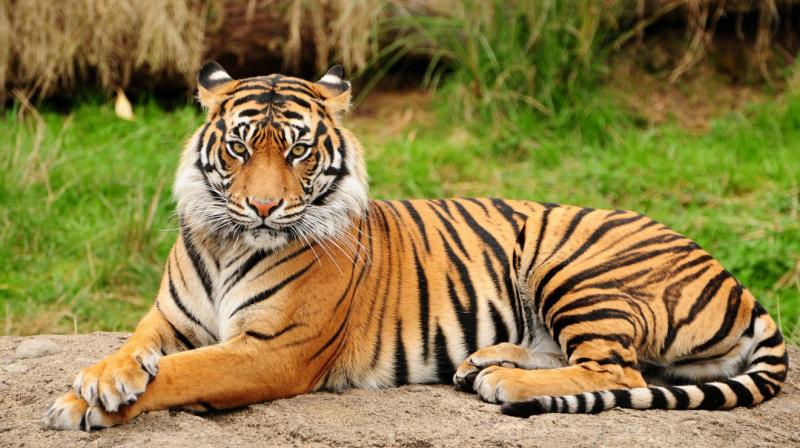 A male Royal Bengal Tiger