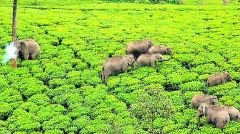Elephant kills two in tea garden