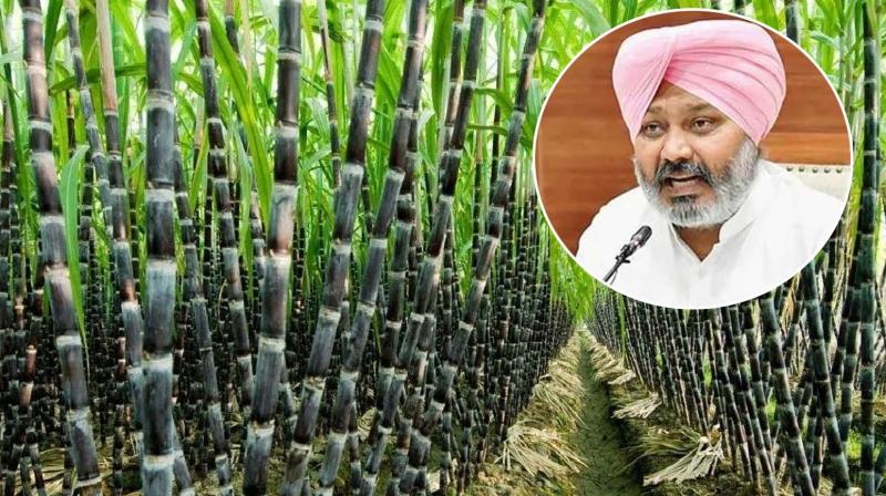 IPRD Punjab: Finance Minister Harpal Singh Cheema Assures Early Release of Sugarcane Dues to Farmers IPRD Punjab: Finance Minister Harpal Singh Cheema Assures Early Release of Sugarcane Dues to Farmers