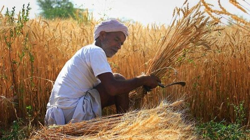 THE AGRICULTURE DEPARTMENT ISSUED 147 APPOINTMENT LETTERS TO THE KINS OF DECEASED FARMERS THE AGRICULTURE DEPARTMENT ISSUED 147 APPOINTMENT LETTERS TO THE KINS OF DECEASED FARMERS