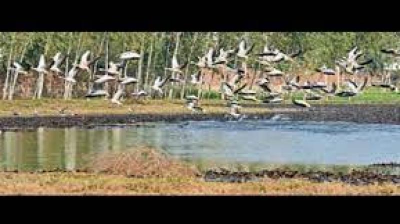 Chandigarh Bird Race 2024 Date Latest News
