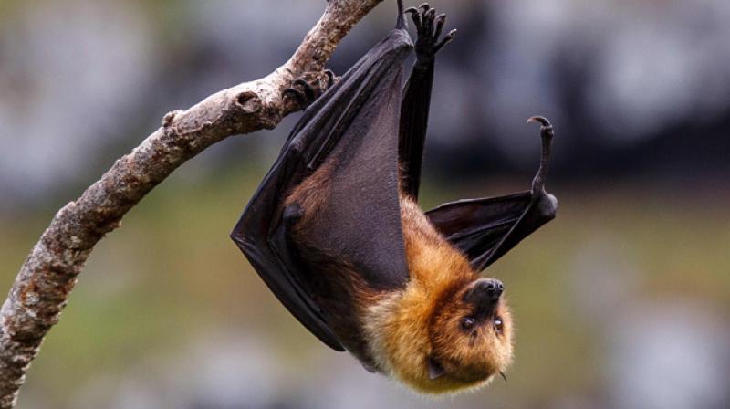Nipah virus Nipah virus
