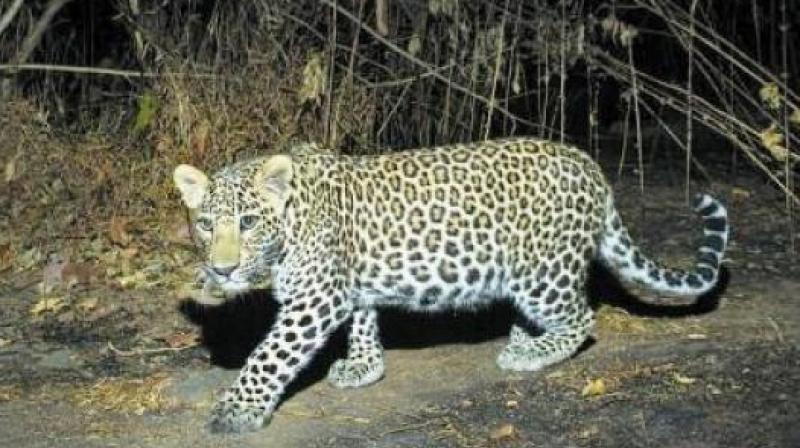 Woman fights off leopard