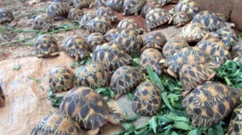 CID seizes 2,499 turtles in West Bengal