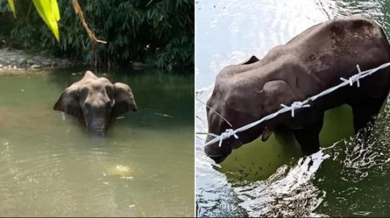 Elephant Elephant