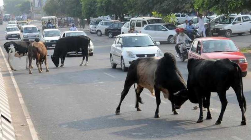 Himachal Pradesh High Court Issues Notice to State Govt Seeking Response on PIL on Stray Cattle Accidents (Representative Image, Courtesy: The Tribune) Himachal Pradesh High Court Issues Notice to State Govt Seeking Response on PIL on Stray Cattle Accidents (Representative Image, Courtesy: The Tribune)