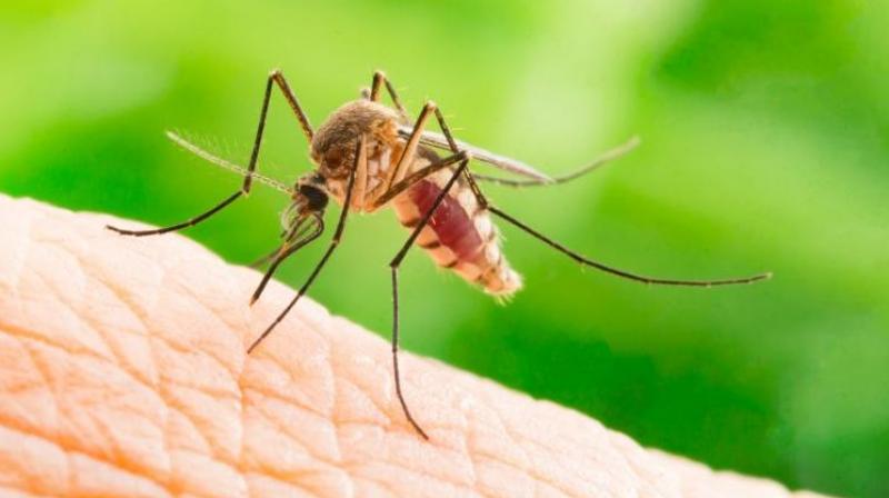 Zika virus Zika virus