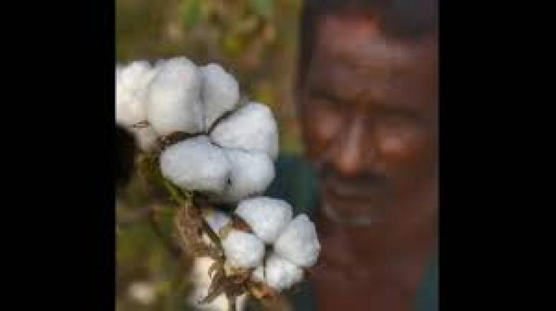 The larger implication is that such repeated episodes may push farmers to abandon cotton and shift to crops such as paddy or wheat. File Photo.