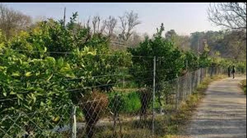 It will provide live demonstrations of advanced cultivation techniques for fruits, vegetables and flowers. File Photo.