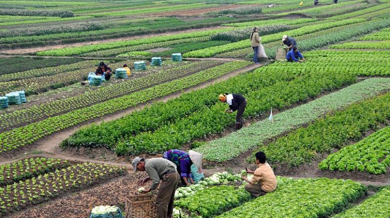 Over 4.32 Lakh Punjab Farmers Benefit from MSP So Far; Patiala Leads Procurement, Tarn Taran Second