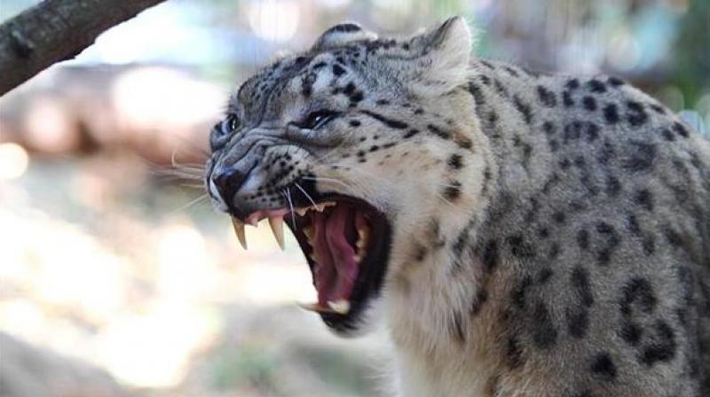 Leopard mauls boy to death