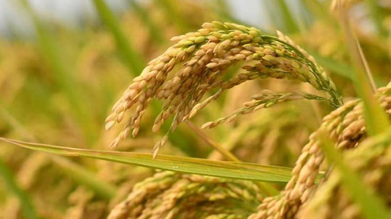 135.08 LMT Paddy Procured 135.08 LMT Paddy Procured