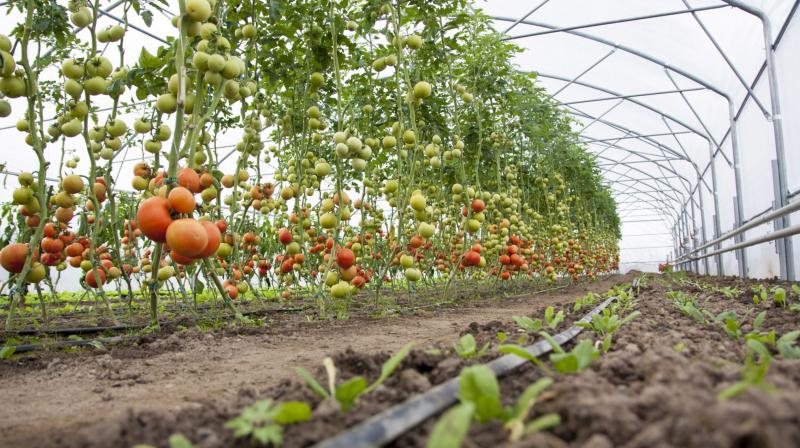 Two-Day Citrus Show to be Held at Abohar Two-Day Citrus Show to be Held at Abohar