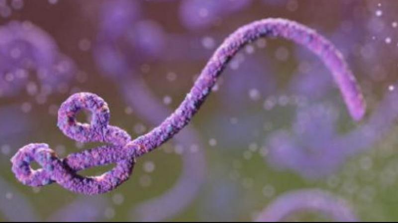 Ebola virus Ebola virus