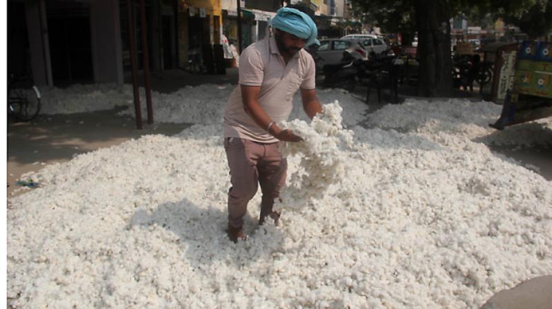 Cotton Cotton