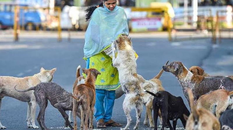 STRAY DOG STERILIZATION DRIVE