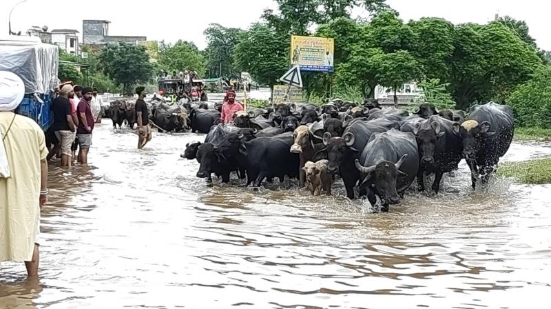 Punjab Weather Update: IMD Issues Red Alert, Very Heavy Rainfall In Next 36-48 hours Punjab Weather Update: IMD Issues Red Alert, Very Heavy Rainfall In Next 36-48 hours