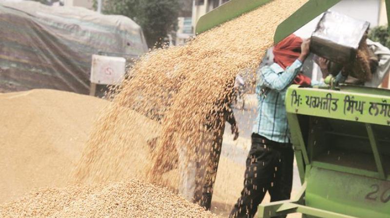 grain market