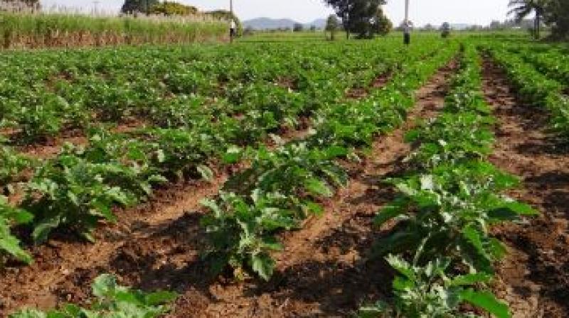 Farming Farming