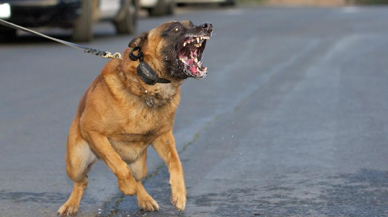Dog Bite Cases on the Rise Dog Bite Cases on the Rise