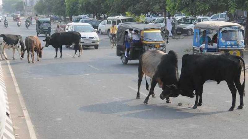 Stray cattle menace