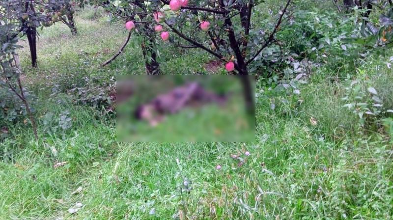 Jammu And Kashmir News: One Terrorist Killed In Gudar Forest Area In Kulgam, Operation Underway Jammu And Kashmir News: One Terrorist Killed In Gudar Forest Area In Kulgam, Operation Underway