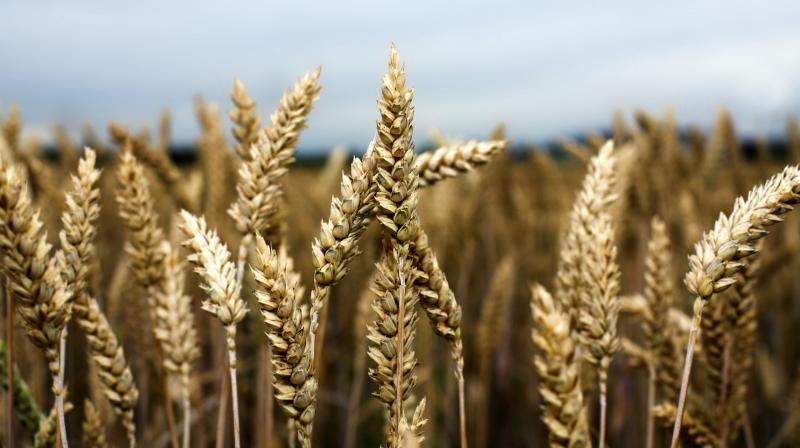 Delhi govt to raise MSP for wheat, paddy crops