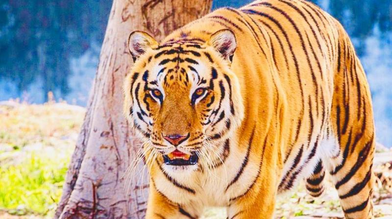 ‘Aman’ Tiger Gifted to Ludhiana Zoo by Chhatbir 