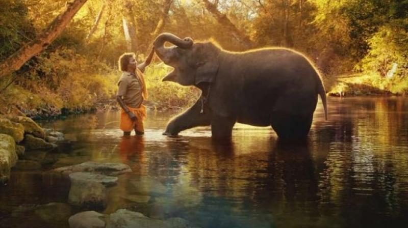 The Elephant Whisperers