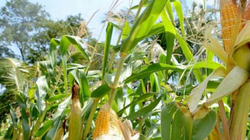 Bull damaged standing crops