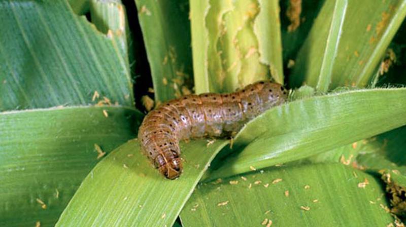  Fall Armyworm