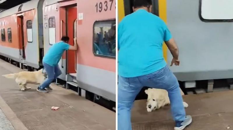 Anger Over Careless Accident Involving Dog at Railway Station Anger Over Careless Accident Involving Dog at Railway Station