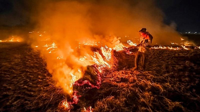 12 FIRs Against Farmers for Stubble Burning, Amritsar Leads 12 FIRs Against Farmers for Stubble Burning, Amritsar Leads
