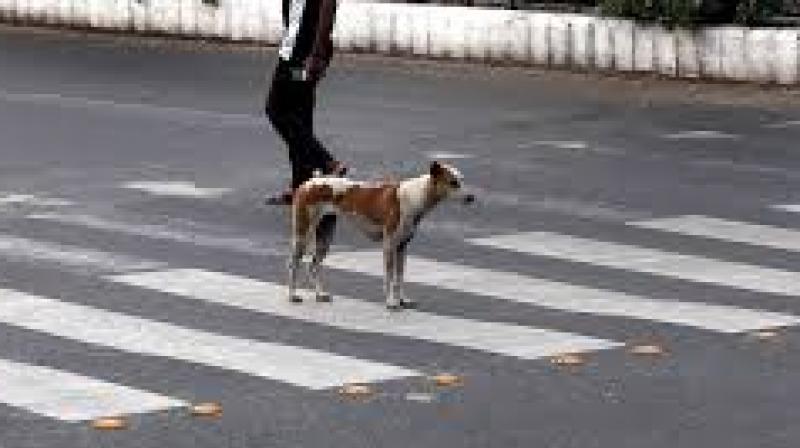 This year has also witnessed eight confirmed rabies deaths. This is the highest number ever recorded in a single year in the state.File Photo.