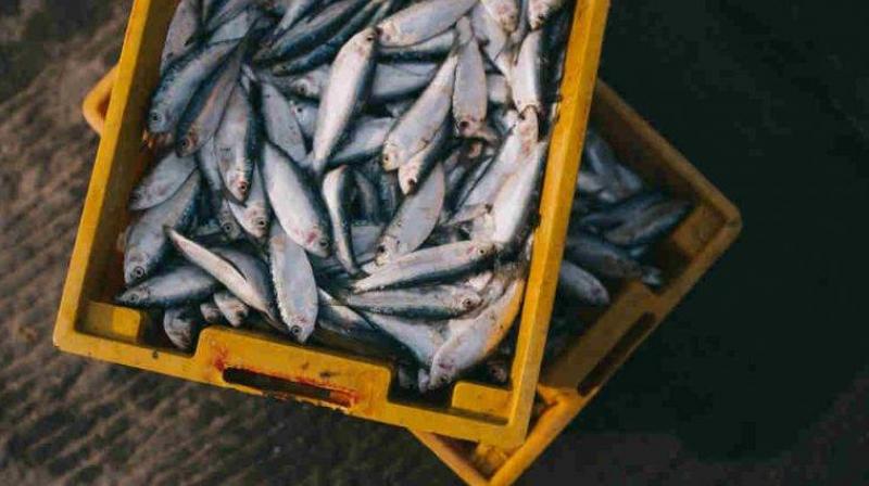 The supply is adequate and there will be no crisis of fish in the local markets of Tripura
