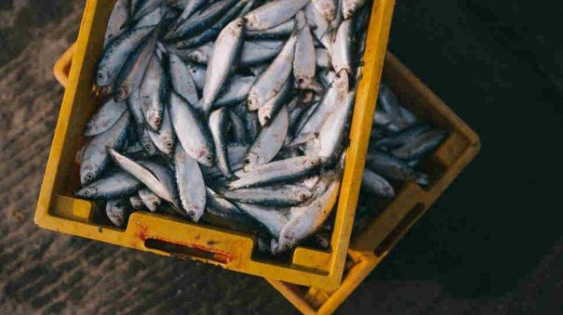 The supply is adequate and there will be no crisis of fish in the local markets of Tripura The supply is adequate and there will be no crisis of fish in the local markets of Tripura