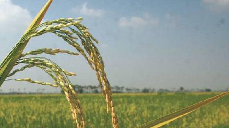 Rotational Programme of canals for irrigation in the Kharif Season Rotational Programme of canals for irrigation in the Kharif Season